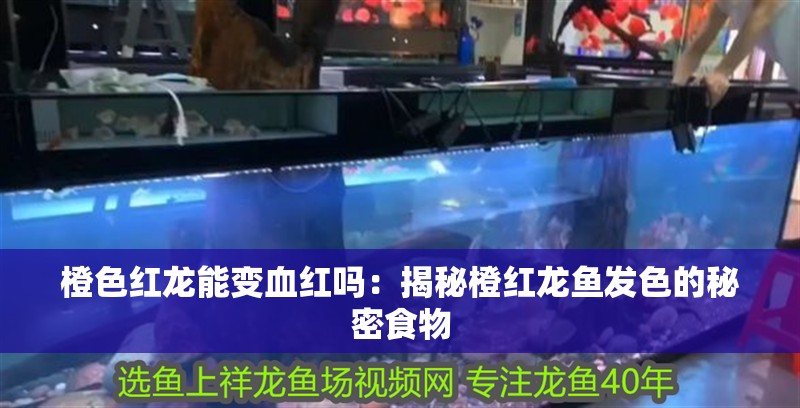 橙色紅龍能變血紅嗎：揭秘橙紅龍魚發色的秘密食物