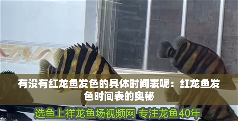 有沒(méi)有紅龍魚(yú)發(fā)色的具體時(shí)間表呢：紅龍魚(yú)發(fā)色時(shí)間表的奧秘