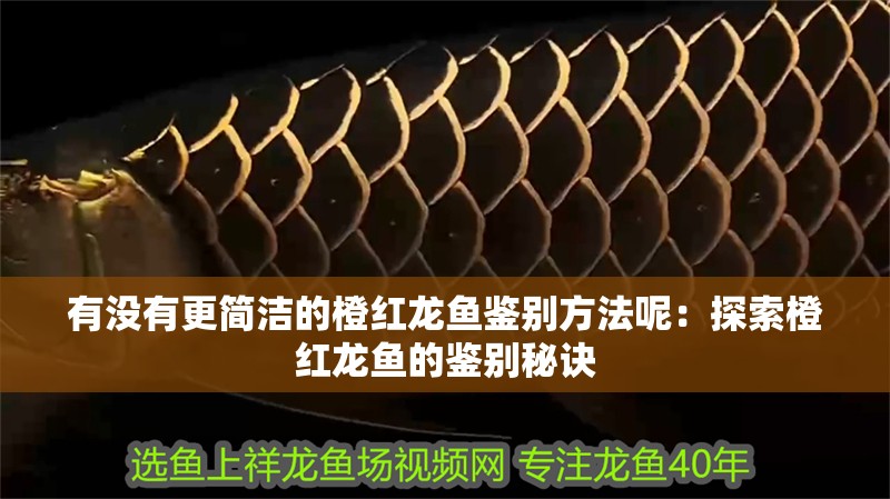 有沒有更簡潔的橙紅龍魚鑒別方法呢：探索橙紅龍魚的鑒別秘訣