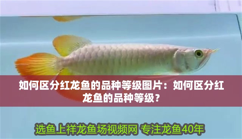 如何區分紅龍魚的品種等級圖片：如何區分紅龍魚的品種等級？