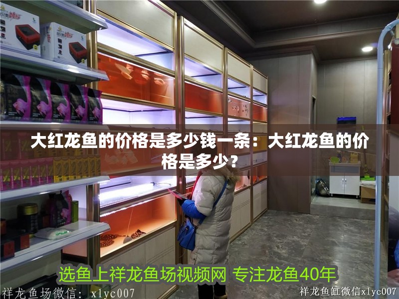 大紅龍魚的價格是多少錢一條：大紅龍魚的價格是多少？