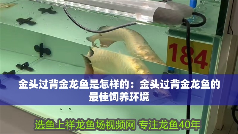 金頭過背金龍魚是怎樣的：金頭過背金龍魚的最佳飼養環境