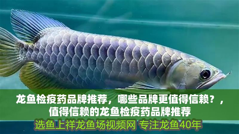 龍魚檢疫藥品牌推薦，哪些品牌更值得信賴？，值得信賴的龍魚檢疫藥品牌推薦