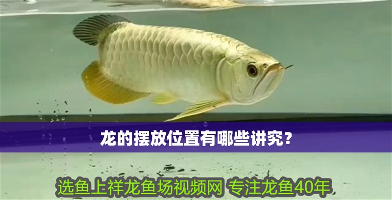 龍的擺放位置有哪些講究？ 龍的擺放位置有哪些講究？ 龍魚百科