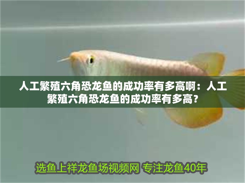 人工繁殖六角恐龍魚的成功率有多高啊：人工繁殖六角恐龍魚的成功率有多高？
