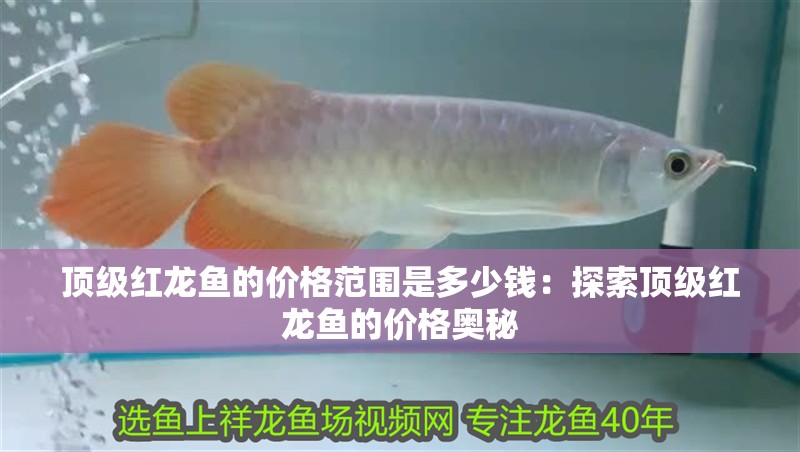 頂級紅龍魚的價格范圍是多少錢：探索頂級紅龍魚的價格奧秘