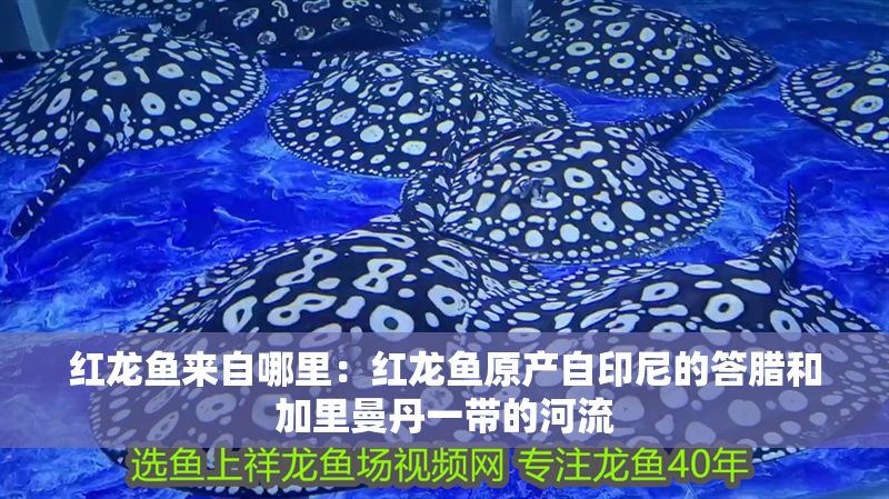 紅龍魚來自哪里：紅龍魚原產自印尼的答臘和加里曼丹一帶的河流