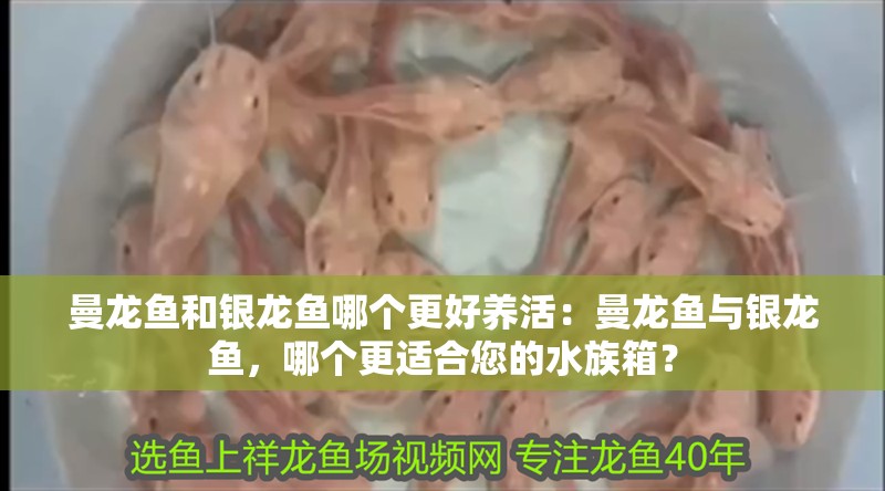 曼龍魚和銀龍魚哪個更好養活：曼龍魚與銀龍魚，哪個更適合您的水族箱？