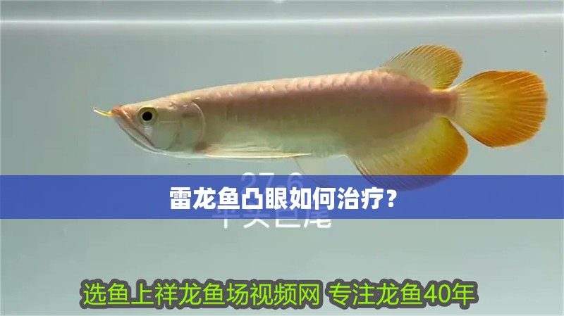 雷龍魚凸眼如何治療？