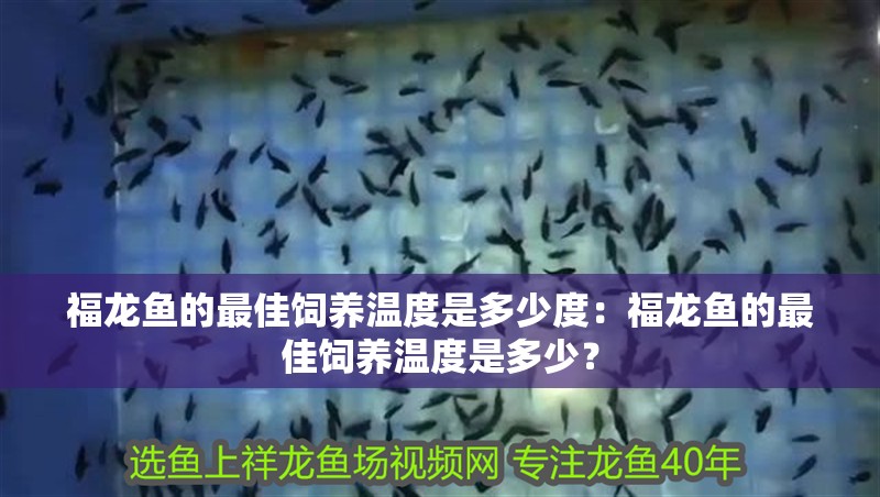 福龍魚的最佳飼養(yǎng)溫度是多少度：福龍魚的最佳飼養(yǎng)溫度是多少？