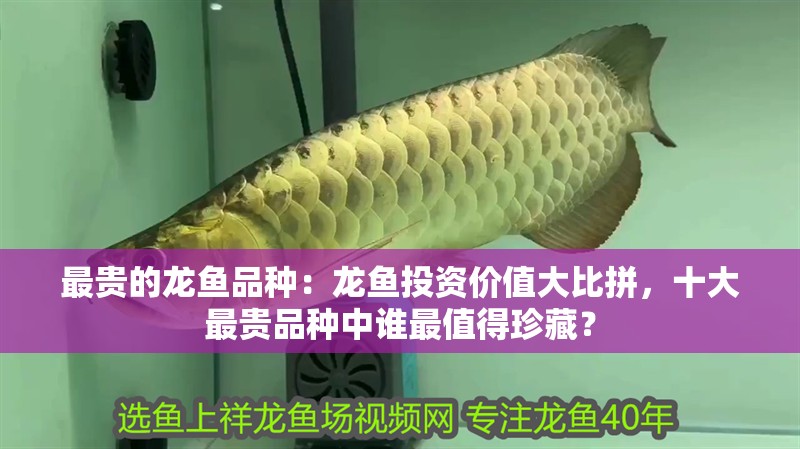 最貴的龍魚品種：龍魚投資價值大比拼，十大最貴品種中誰最值得珍藏？