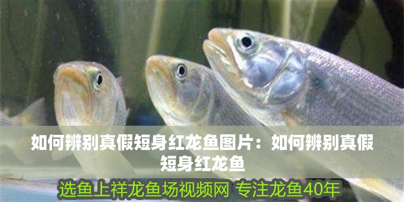 如何辨別真假短身紅龍魚圖片：如何辨別真假短身紅龍魚