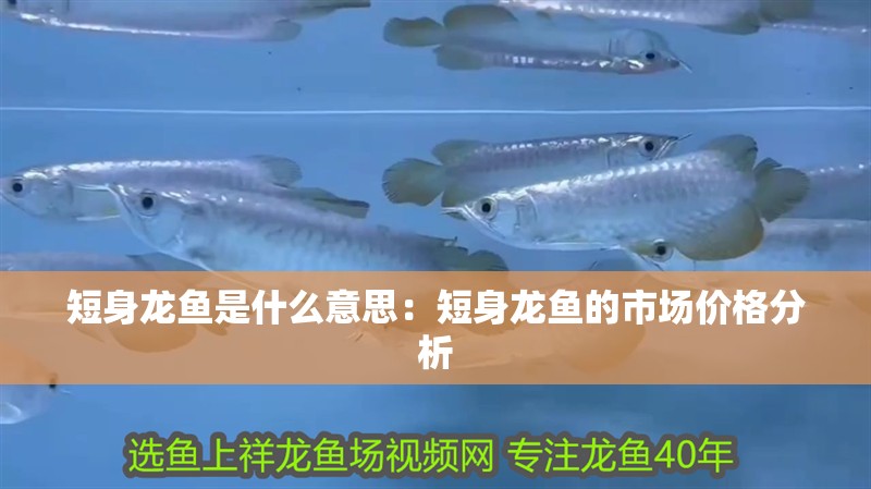 短身龍魚是什么意思：短身龍魚的市場價格分析