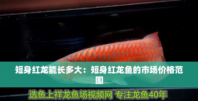 短身紅龍能長多大：短身紅龍魚的市場價(jià)格范圍