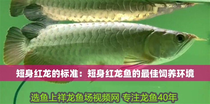 短身紅龍的標準：短身紅龍魚的最佳飼養環境