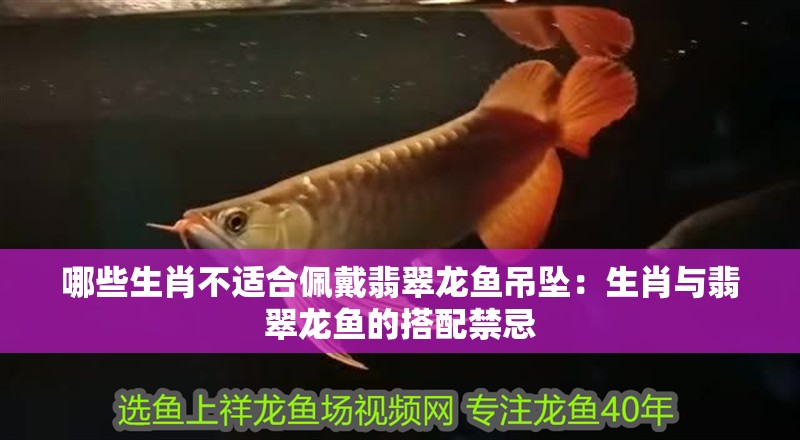 哪些生肖不適合佩戴翡翠龍魚吊墜：生肖與翡翠龍魚的搭配禁忌