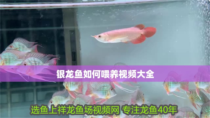 銀龍魚如何喂養(yǎng)視頻大全