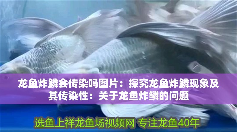 龍魚炸鱗會傳染嗎圖片：探究龍魚炸鱗現象及其傳染性：關于龍魚炸鱗的問題