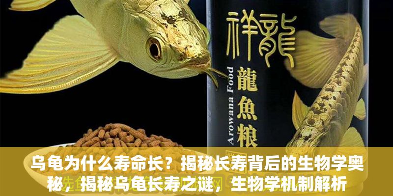烏龜為什么壽命長？揭秘長壽背后的生物學奧秘，揭秘烏龜長壽之謎，生物學機制解析