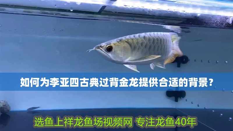 如何為李亞四古典過背金龍?zhí)峁┖线m的背景？