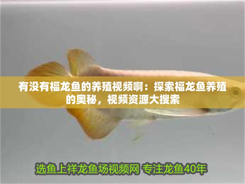 紅龍魚用黃燈烤有用嗎 有沒有福龍魚的養殖視頻啊:探索福龍魚養殖的奧秘,視頻資源大搜索 水族問答 有沒有福龍魚的養殖視頻啊:探索福龍魚養殖的奧秘,視頻資源大搜索 有沒有福龍魚的養殖視頻啊:探索福龍魚養殖的奧秘,視頻資源大搜索 水族問答