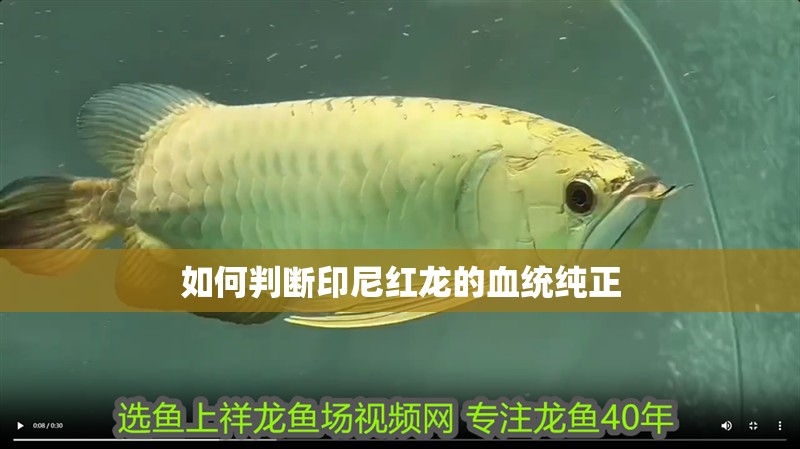 如何判斷印尼紅龍的血統純正