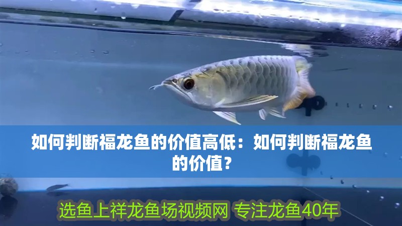 如何判斷福龍魚的價值高低：如何判斷福龍魚的價值？