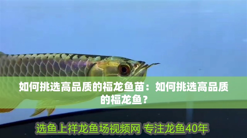 如何挑選高品質(zhì)的福龍魚苗：如何挑選高品質(zhì)的福龍魚？