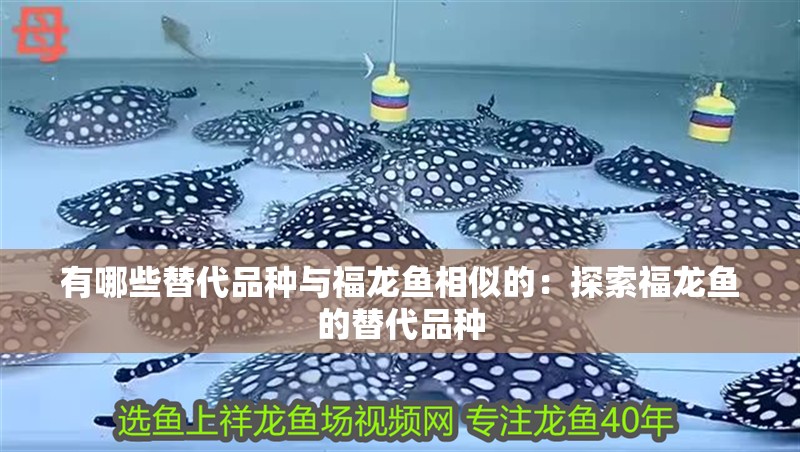 有哪些替代品種與福龍魚相似的：探索福龍魚的替代品種
