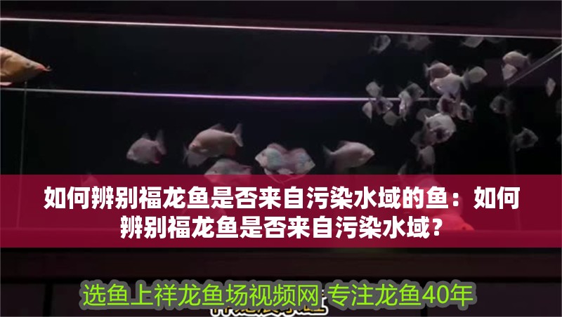 如何辨別福龍魚是否來自污染水域的魚：如何辨別福龍魚是否來自污染水域？
