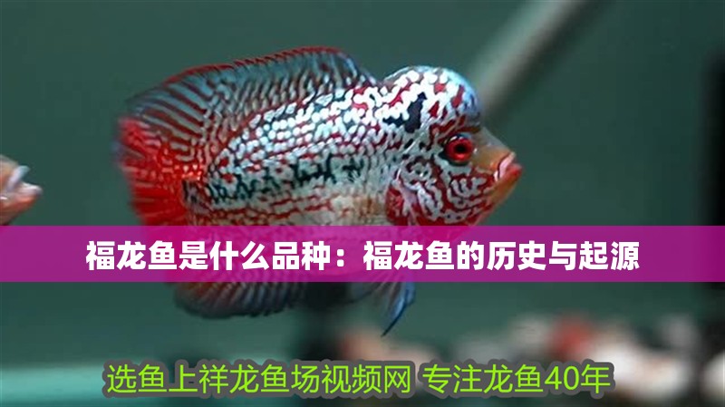 福龍魚是什么品種：福龍魚的歷史與起源