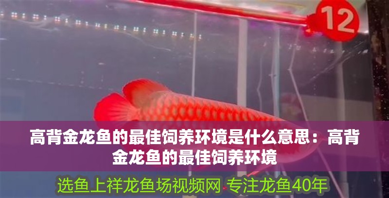 高背金龍魚的最佳飼養(yǎng)環(huán)境是什么意思：高背金龍魚的最佳飼養(yǎng)環(huán)境