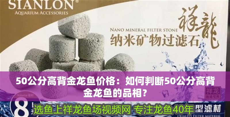 50公分高背金龍魚價格：如何判斷50公分高背金龍魚的品相？