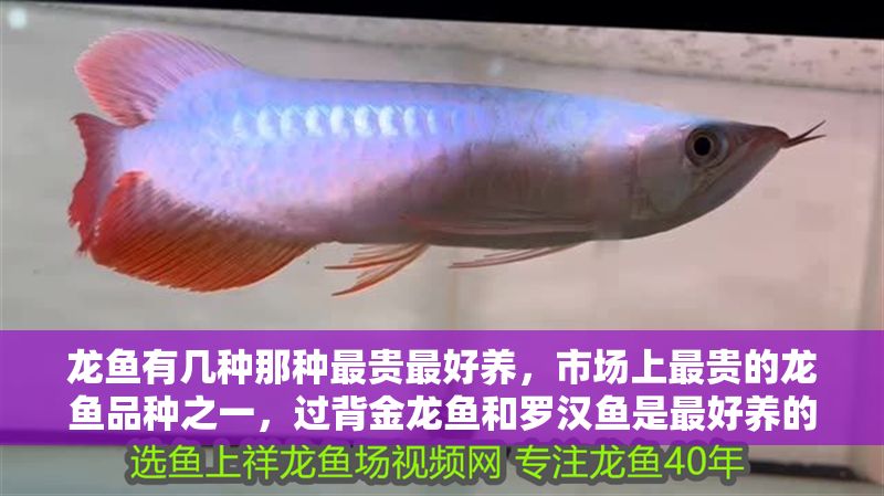龍魚有幾種那種最貴最好養，市場上最貴的龍魚品種之一，過背金龍魚和羅漢魚是最好養的品種 龍魚有幾種那種最貴最好養，市場上最貴的龍魚品種之一，過背金龍魚和羅漢魚是最好養的品種 龍魚百科 第2張