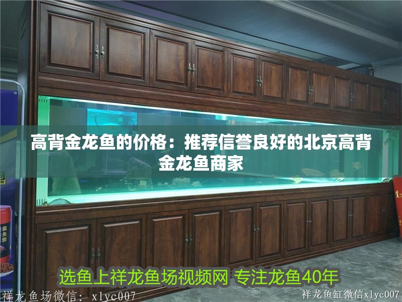 高背金龍魚的價格：推薦信譽良好的北京高背金龍魚商家