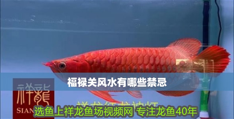 印尼虎魚多少溫度飼養最好:印尼虎魚多少溫度飼養最好印尼虎魚多少溫度飼養最好 福祿關風水有哪些禁忌 龍魚百科 福祿關風水有哪些禁忌 福祿關風水有哪些禁忌 龍魚百科