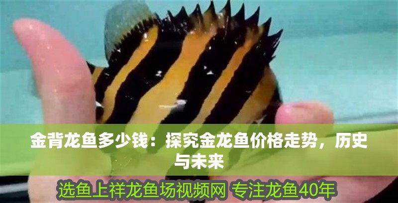 金背龍魚多少錢：探究金龍魚價格走勢，歷史與未來