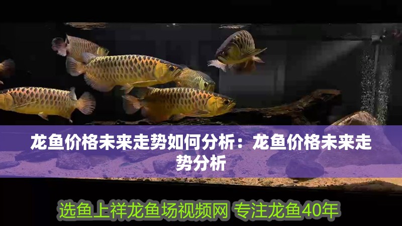 龍魚價(jià)格未來走勢如何分析：龍魚價(jià)格未來走勢分析