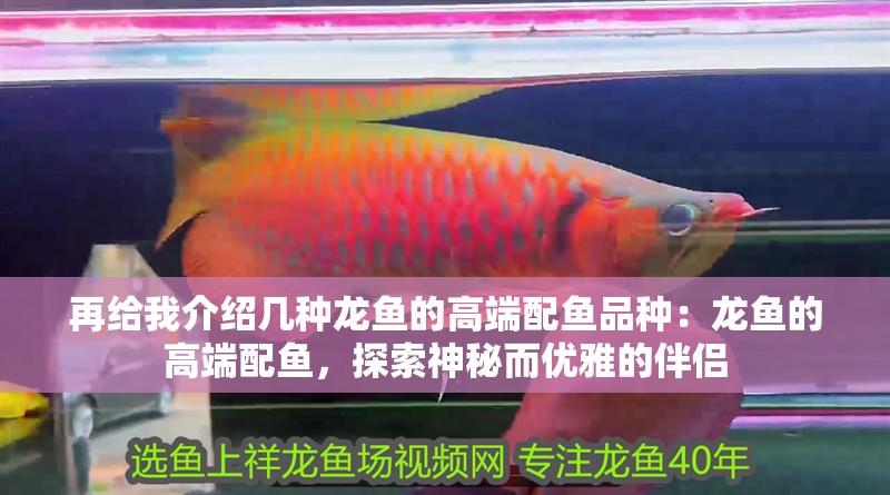 再給我介紹幾種龍魚的高端配魚品種：龍魚的高端配魚，探索神秘而優(yōu)雅的伴侶