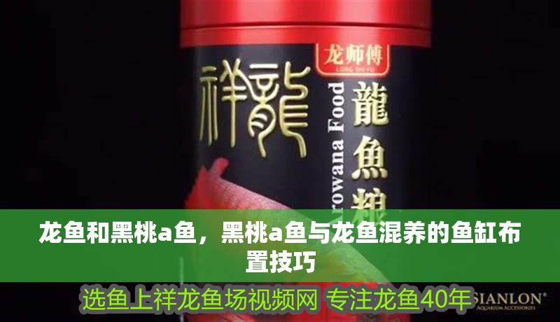 龍魚和黑桃a魚，黑桃a魚與龍魚混養(yǎng)的魚缸布置技巧