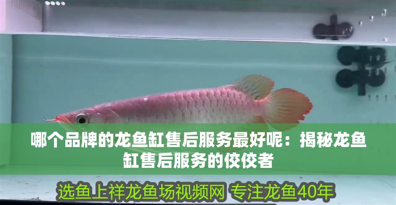 哪個品牌的龍魚缸售后服務最好呢：揭秘龍魚缸售后服務的佼佼者