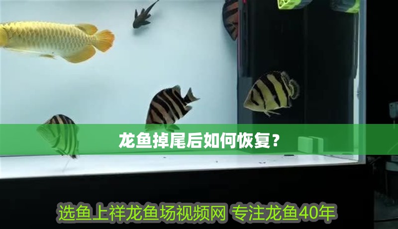 龍魚掉尾后如何恢復？