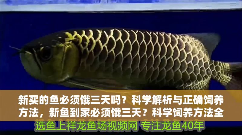 新買的魚必須餓三天嗎？科學(xué)解析與正確飼養(yǎng)方法，新魚到家必須餓三天？科學(xué)飼養(yǎng)方法全解析