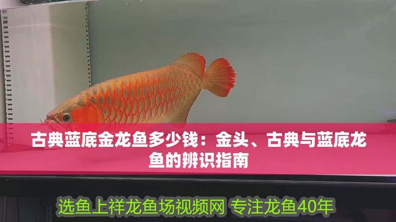 古典藍(lán)底金龍魚多少錢：金頭、古典與藍(lán)底龍魚的辨識(shí)指南