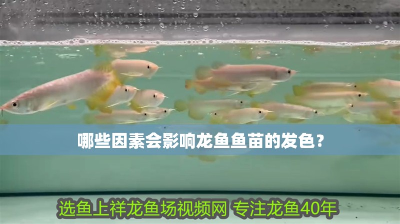 哪些因素會影響龍魚魚苗的發色？ 哪些因素會影響龍魚魚苗的發色？ 龍魚百科