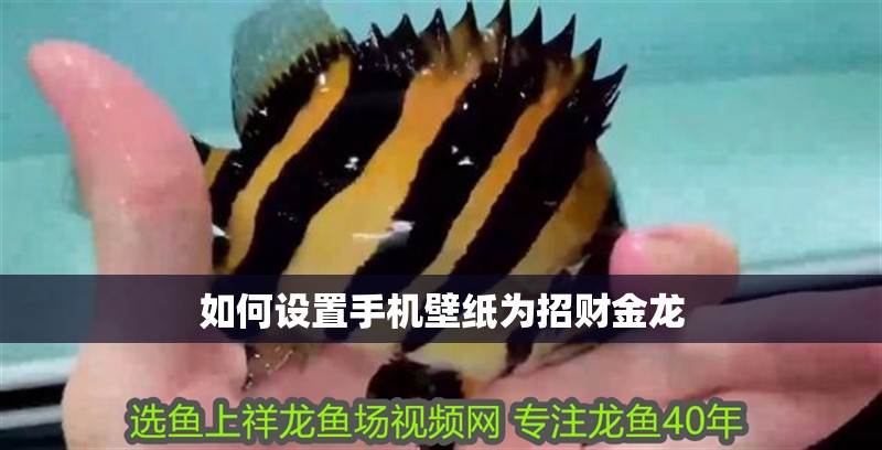 如何設置手機壁紙為招財金龍 如何設置手機壁紙為招財金龍 龍魚百科