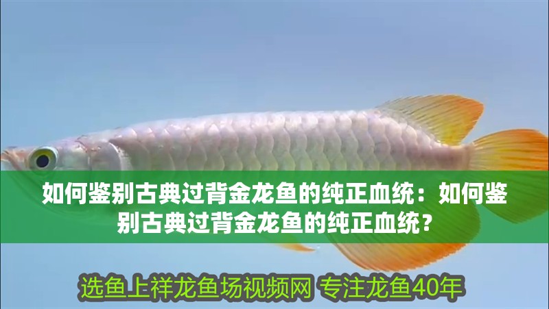 如何鑒別古典過背金龍魚的純正血統(tǒng)：如何鑒別古典過背金龍魚的純正血統(tǒng)？