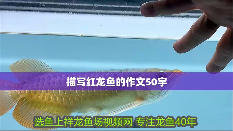 描寫紅龍魚的作文50字