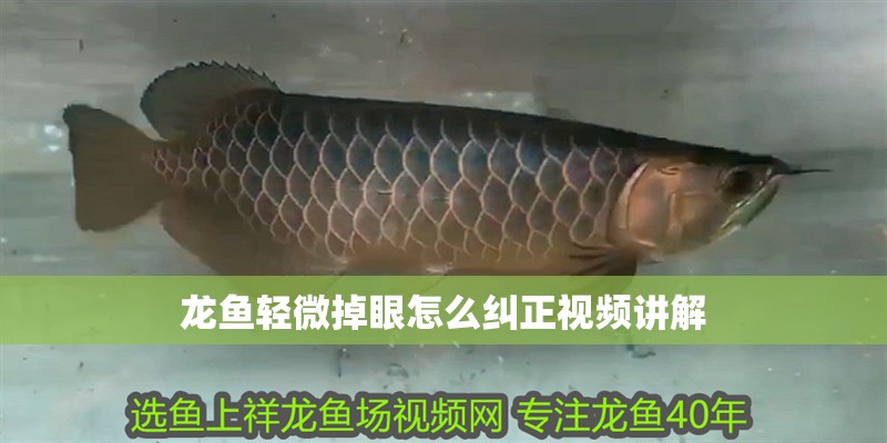 龍魚輕微掉眼怎么糾正視頻講解