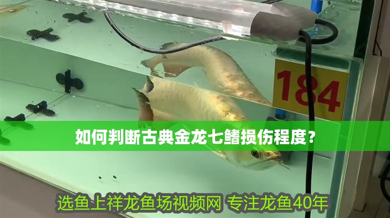 如何判斷古典金龍七鰭損傷程度？
